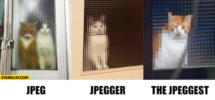 Jpeg, Jgpegger, the Jpeggest cats behind glass doors