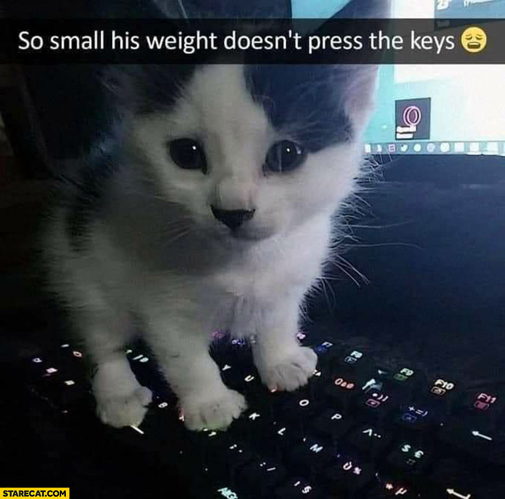 Kitty kitten so small his weight doesn’t press the keys laptop keyboard