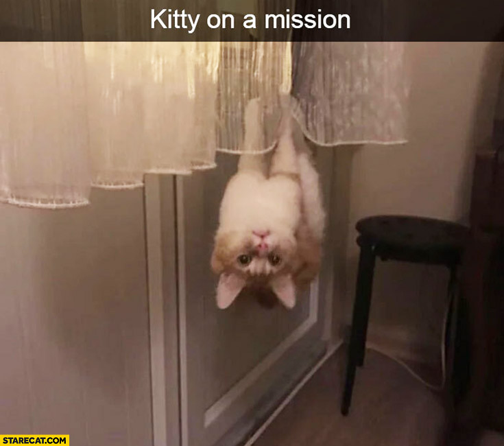 Kitty on a mission hanging on a curtain upside down