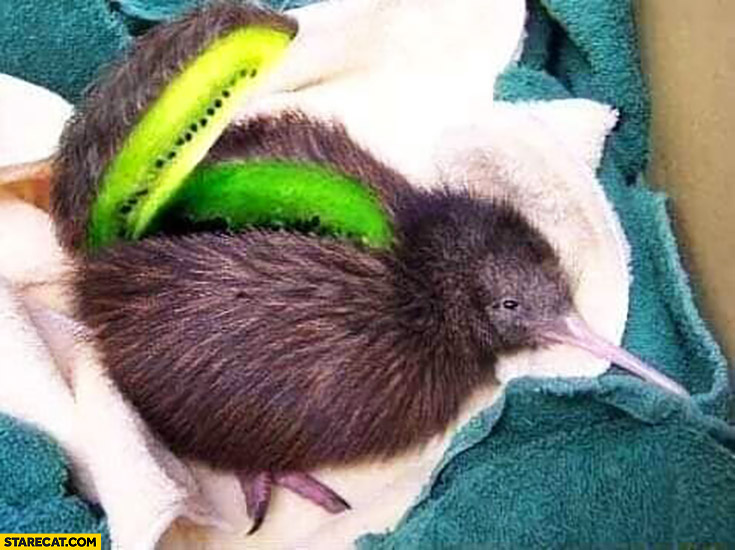 Kiwi bird is made of kiwi fruit photoshopped