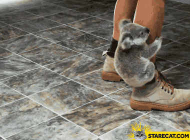 Koala holding leg GIF animation