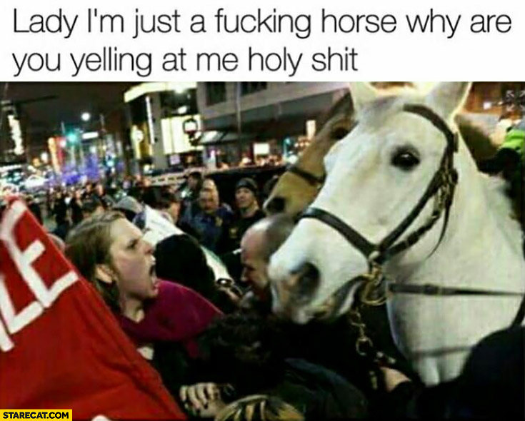 Lady I’m just a horse why are you yelling at me holy shit