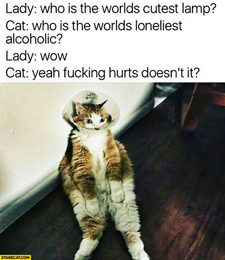 Lady: who is the world’s cutest lamp? Cat who is the world’s loneliest alcoholic? Lady: wow. Cat: yeah, hurt’s doesn’t it?
