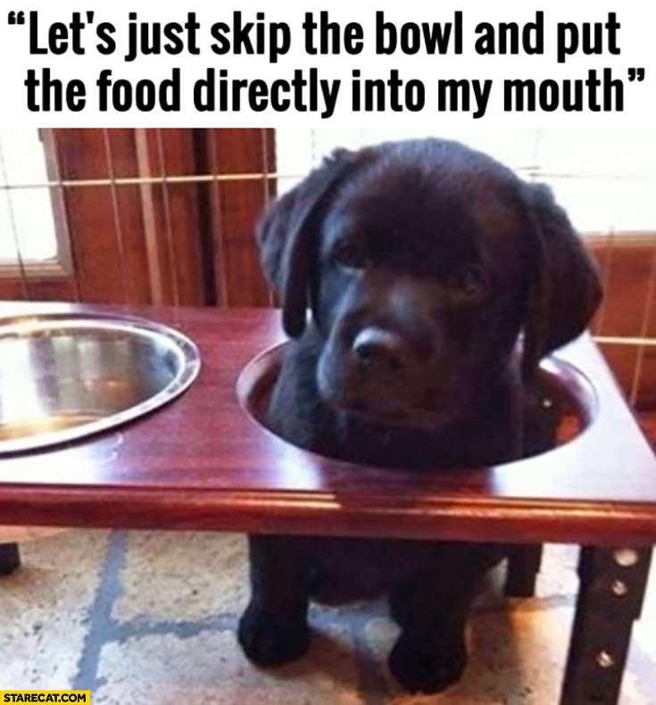 Let’s just skip the bowl and put the food directly into my mouth cute puppy