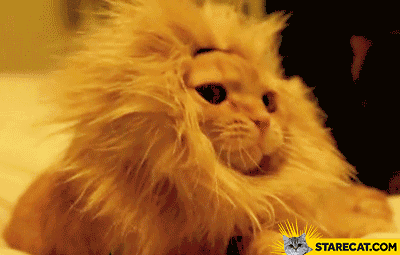 Lion cat animation