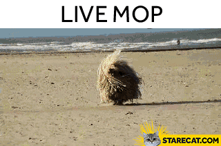 Live mop