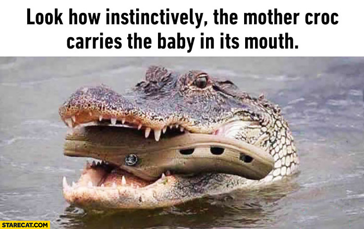 Look how instinctively the mother croc carries the baby in its mouth sandal