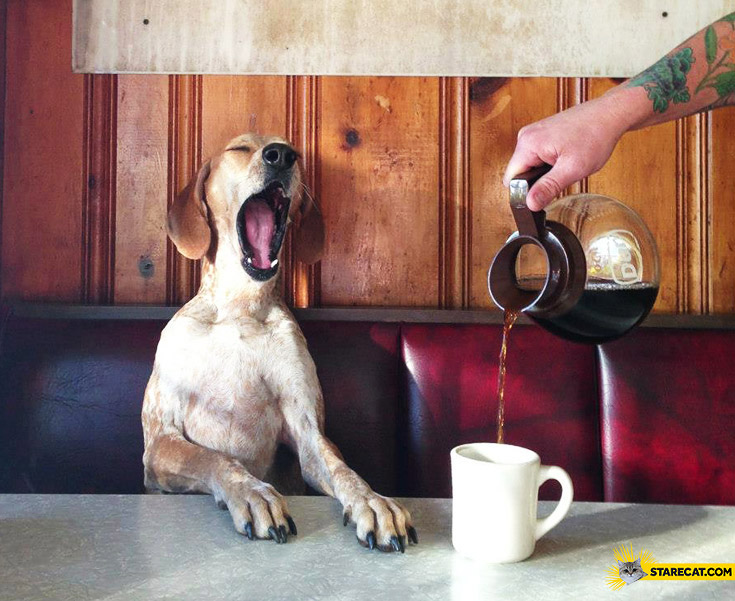 Maddie dog morning coffee yawn