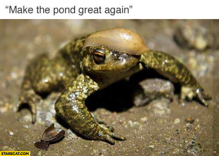 Make the bond great again Donald Trump as a frog