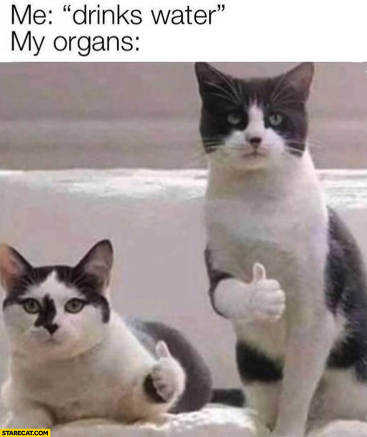 Me: drinks water, my organs cats: okay