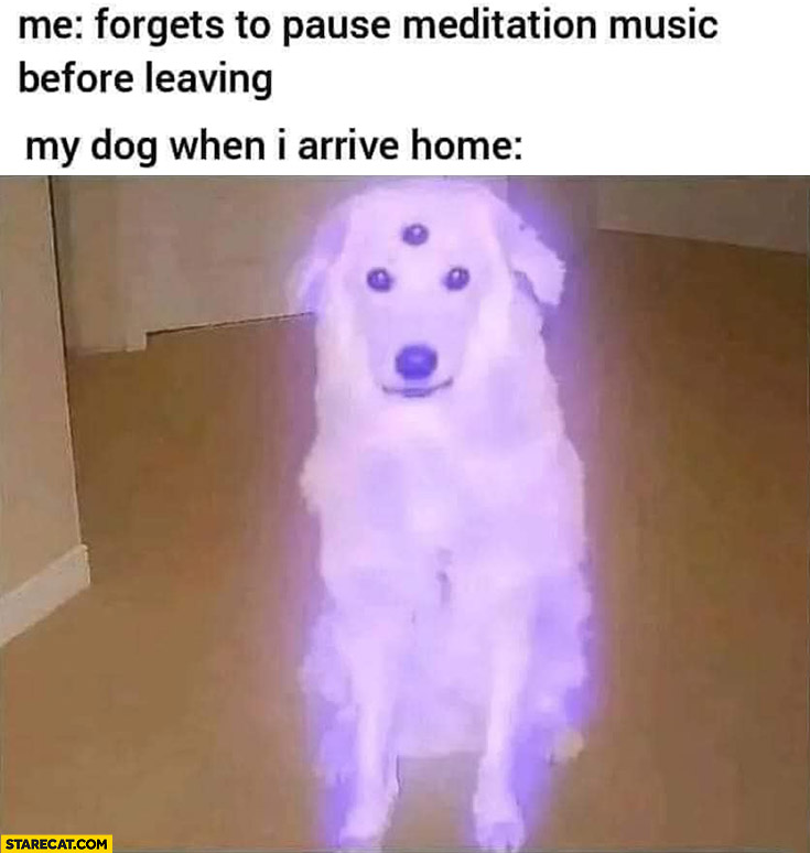 Me forgets to pause meditation music before leaving vs my dog when I arrive home