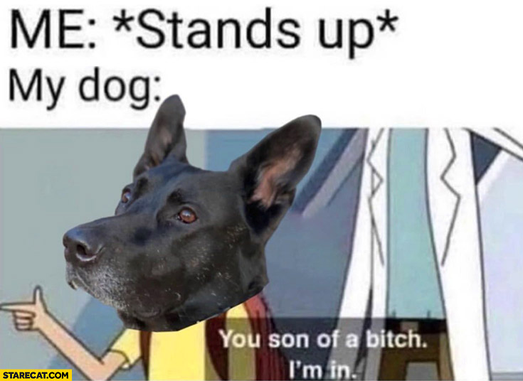 Me: stands up, my dog: son of a bitch I’m in