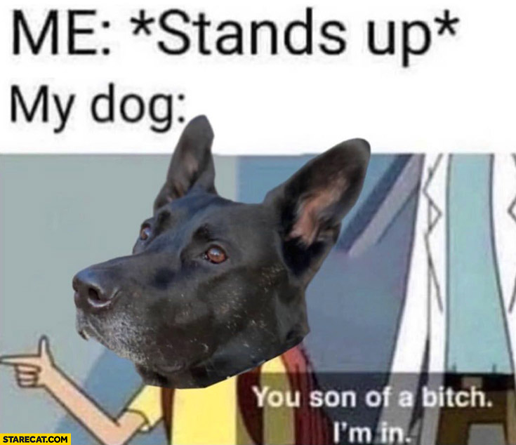 Me: stands up, my dog: you son of a bitch I’m in