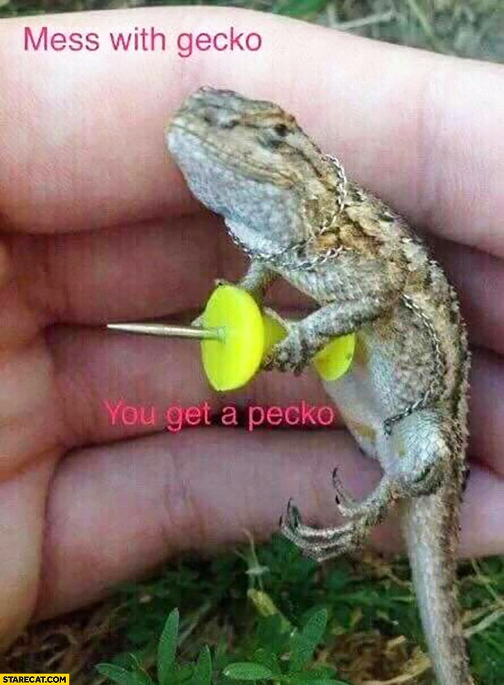 Mess with gecko, you get a pecko