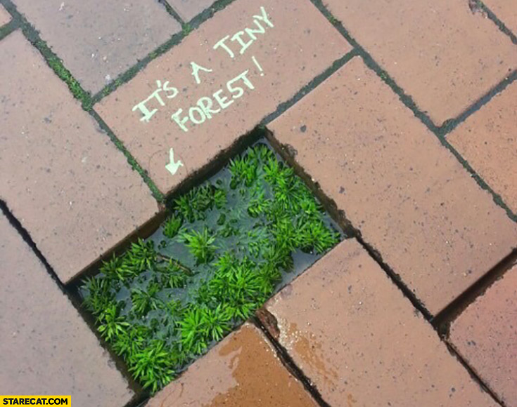 Missing brick in a sidewalk it’s a tiny forest