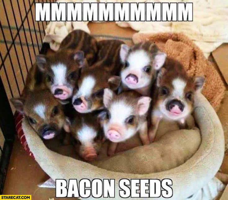 Mmm bacon seeds tiny pigs