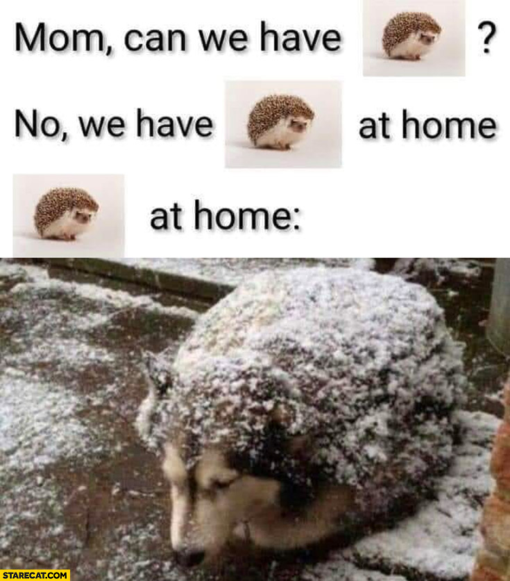 Mom can we have a hedghog? No we have a hedgehog at home it’s a dog