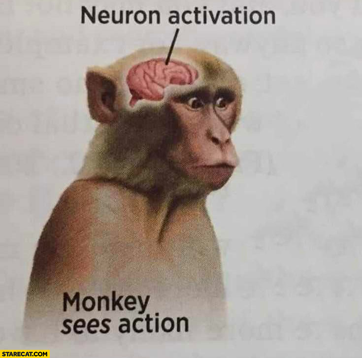 Monkey sees action neuron activation
