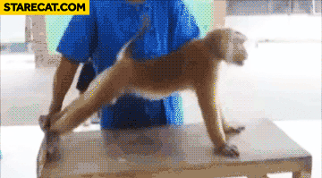 Monkey working out