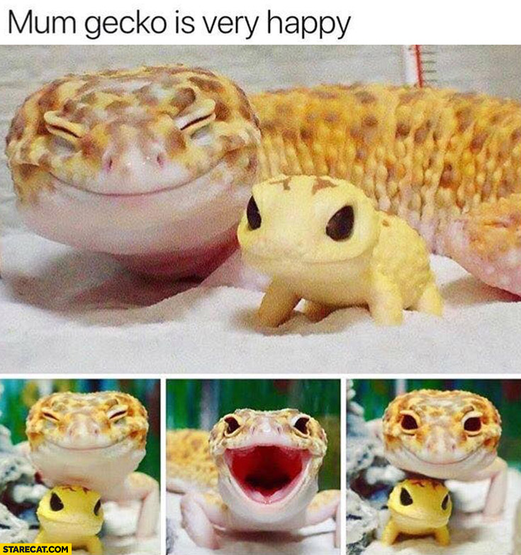 Mum gecko is very happy cute