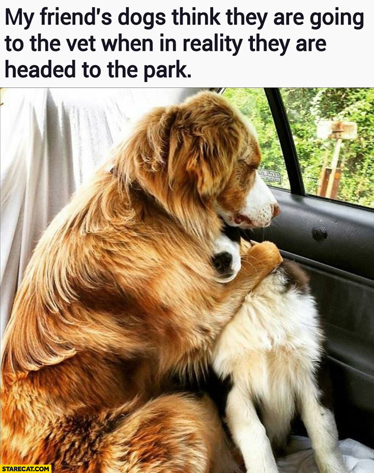 My friend’s dogs think they are going to the vet again when in reality they are headed to the park