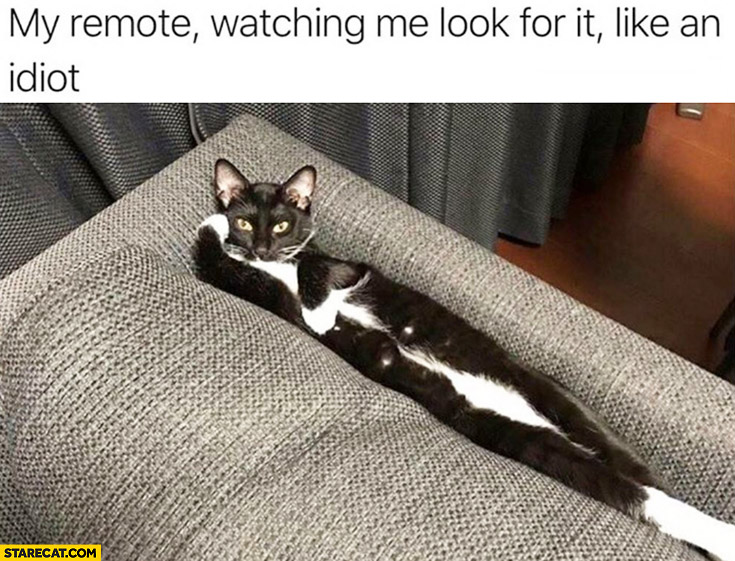 My remote watching me look for it like an idiot cat on a sofa