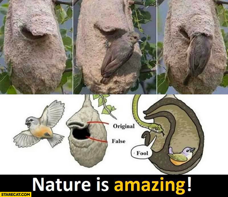 Nature is amazing bird fake nest to fool a snake