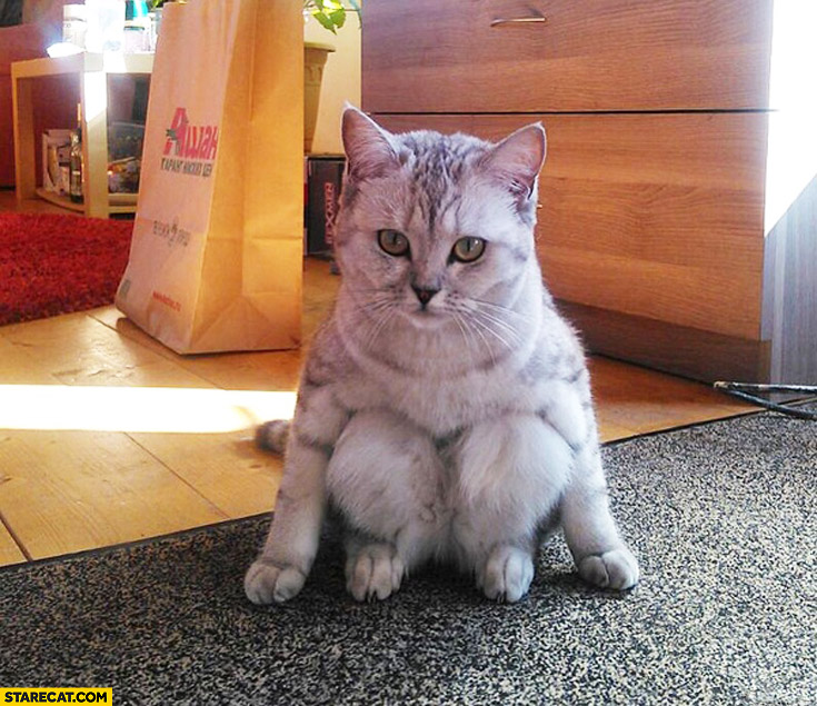 Never seen cat sit like this before