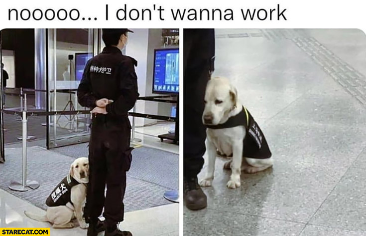 No I don’t wanna work sad dog puppy airport security