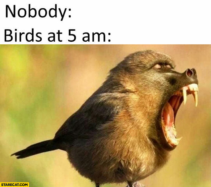 Nobody birds at 5 AM loud singing