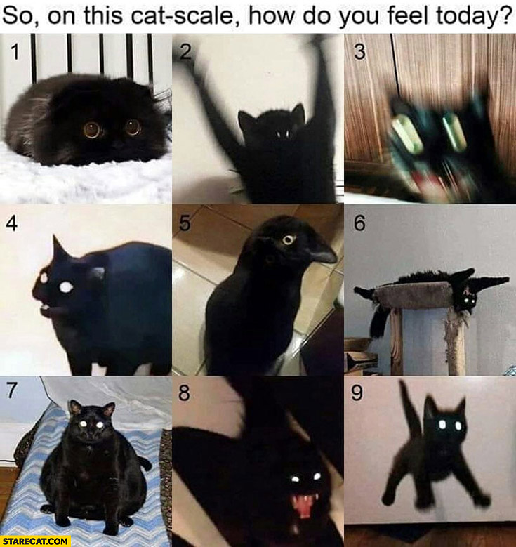 On this cat scale how do you feel today
