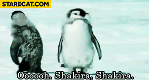 Ooo Shakira Shakira penguin