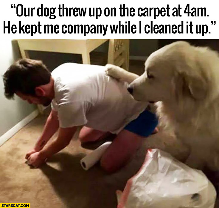 Our dog threw up on the carpet at 4 AM, he kept me company while I cleaned it up