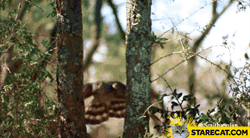 Owl flies between trees