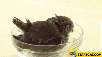 Owl having a bath