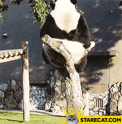 Panda falls off a broken branch GIF animation