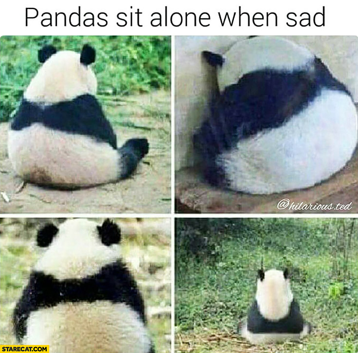 Pandas sit alone when sad