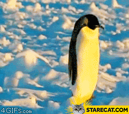 Penguin bad day