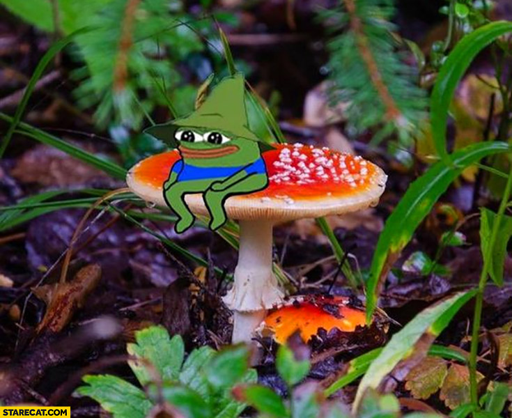 Pepe the frog sitting on a mushroom toadstool