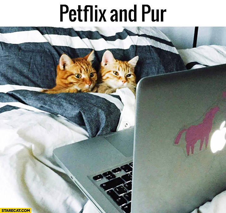 Petflix and Pur cats watching Netflix and Chill