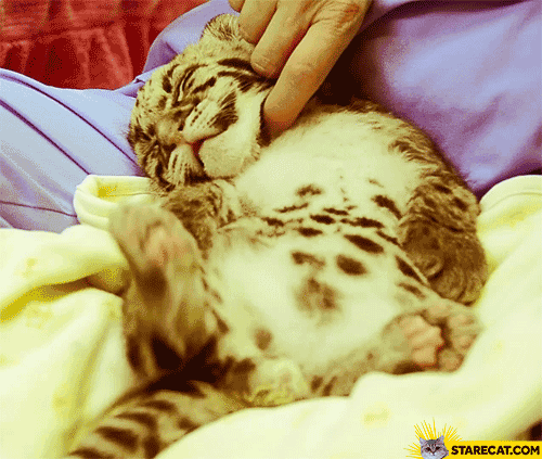Petting a cat cute GIF animation