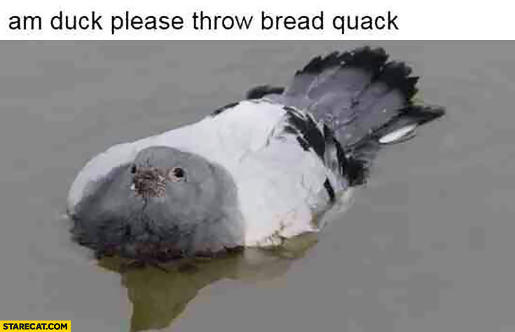 Pigeon I am a duck, please throw bread quack