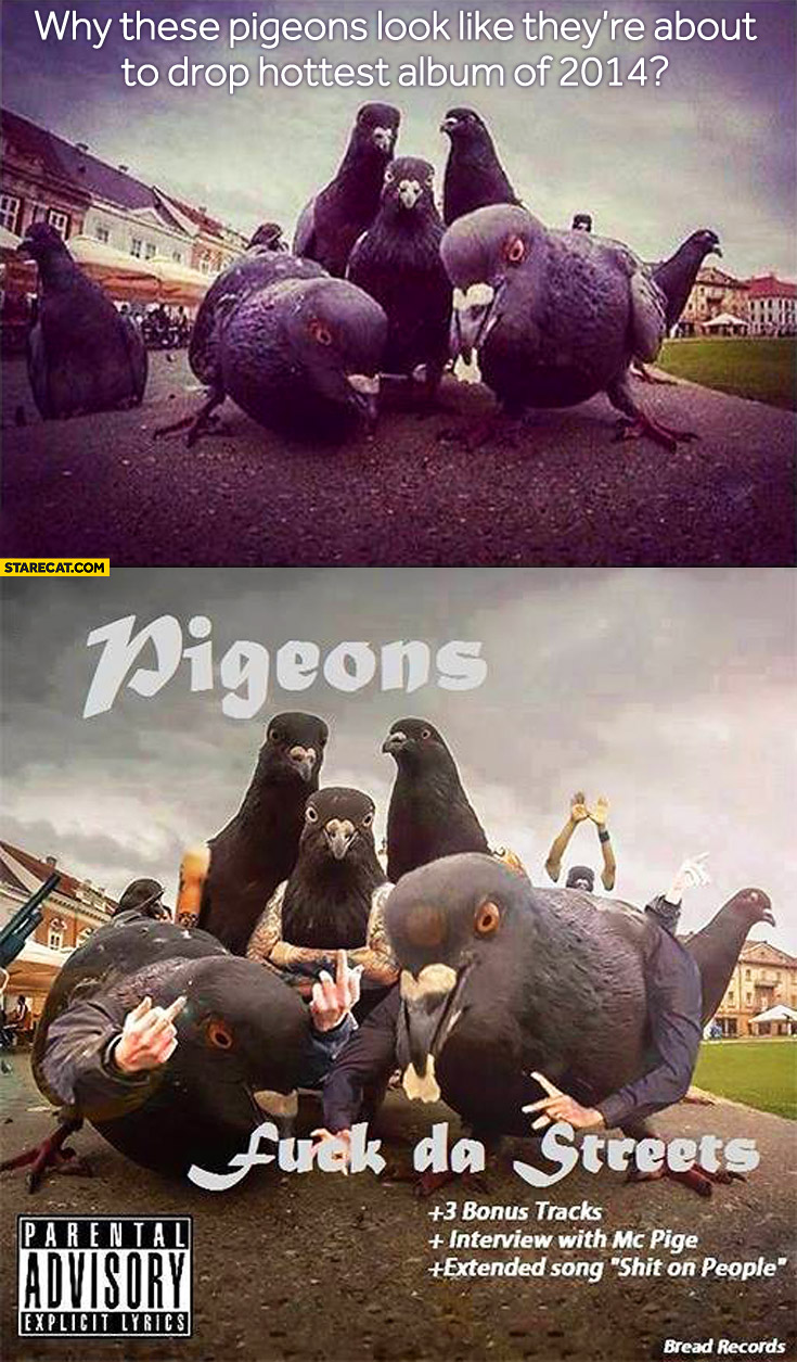 Pigeons look like they’re about to drop hottest album of 2014