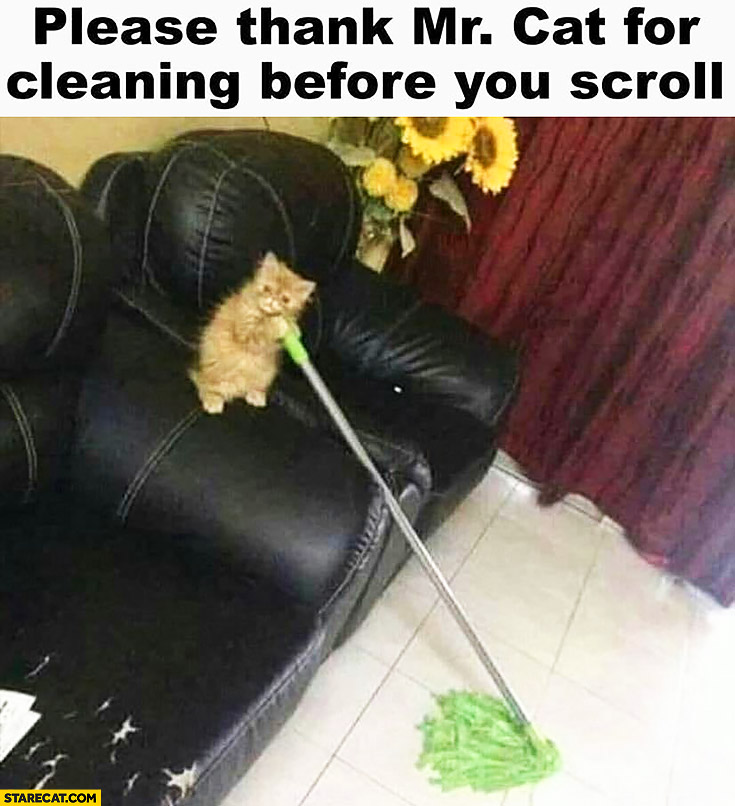 Please thank Mr. Cat for cleaning before you scroll