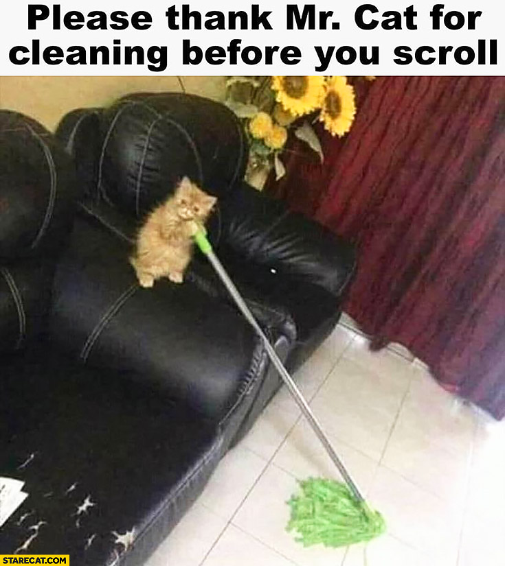 Please thank Mr Cat for cleaning before you scroll