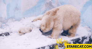 Polar bears digging in snow