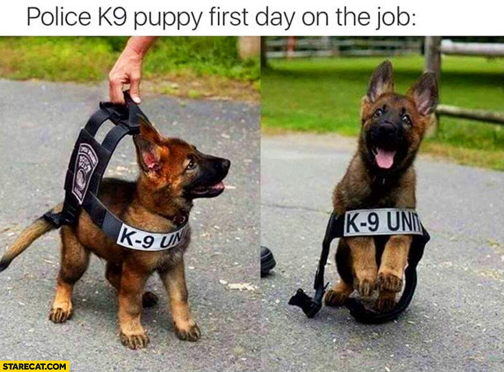 Police K9 puppy first day on the job