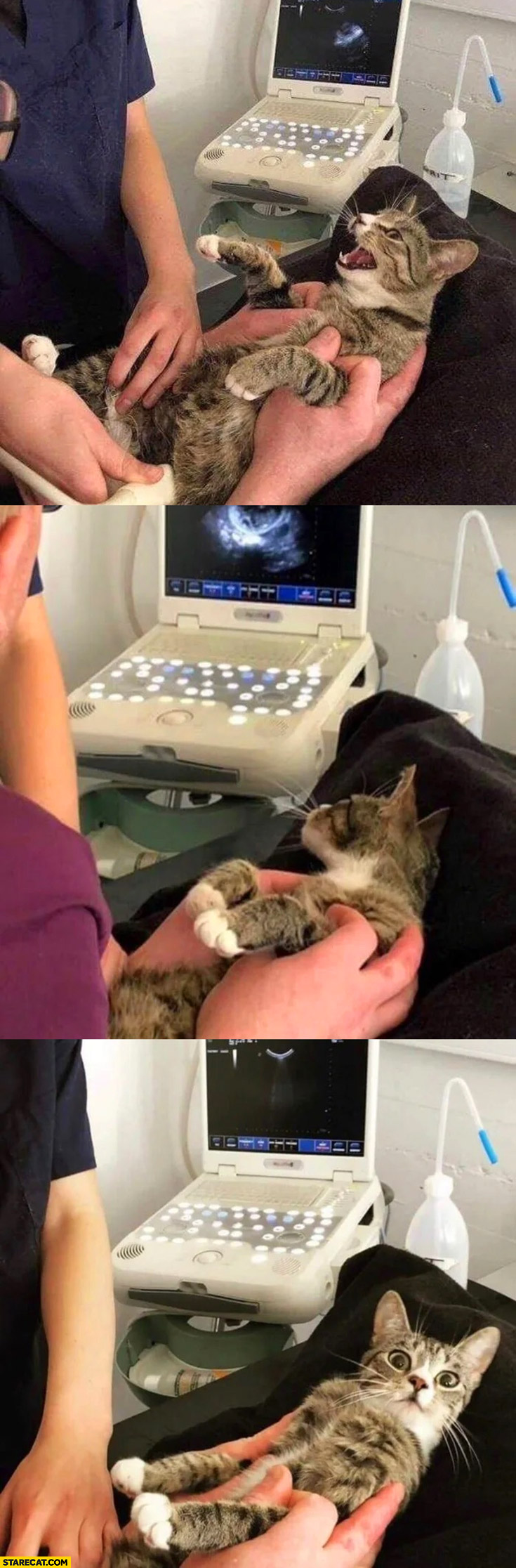 Pregnant cat usg shocked that she is pregnant