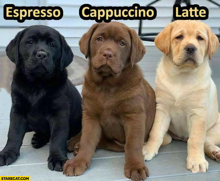 Puppies coffee espresso cappuccino latte color colors dogs