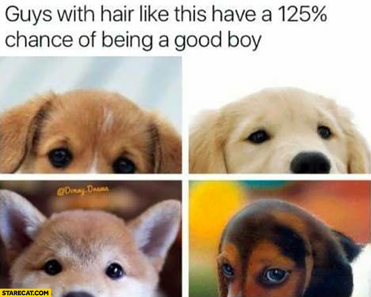 Puppies guys with hair like this have a 125% percent chance of being a good boy